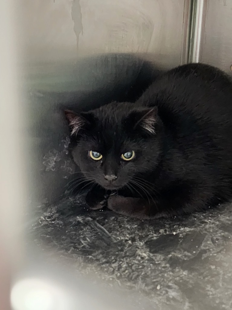Alt, an adoptable Domestic Short Hair in Minot, ND, 58702 | Photo Image 2