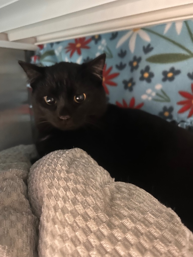 Alt, an adoptable Domestic Short Hair in Minot, ND, 58702 | Photo Image 3