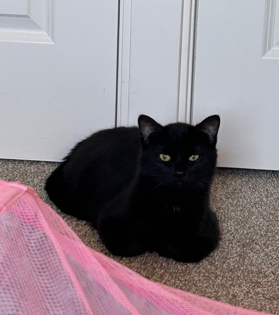 Alt, an adoptable Domestic Short Hair in Minot, ND, 58702 | Photo Image 4