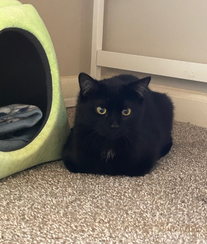 Alt, an adoptable Domestic Short Hair in Minot, ND, 58702 | Photo Image 5