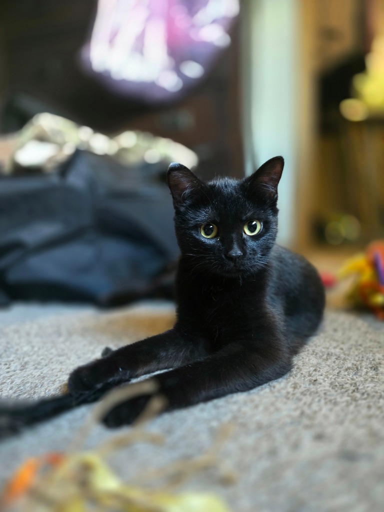 Ctrl, an adoptable Domestic Short Hair in Minot, ND, 58702 | Photo Image 1