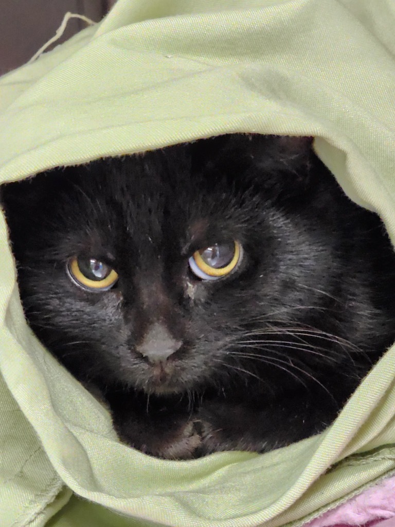 Ctrl, an adoptable Domestic Short Hair in Minot, ND, 58702 | Photo Image 2
