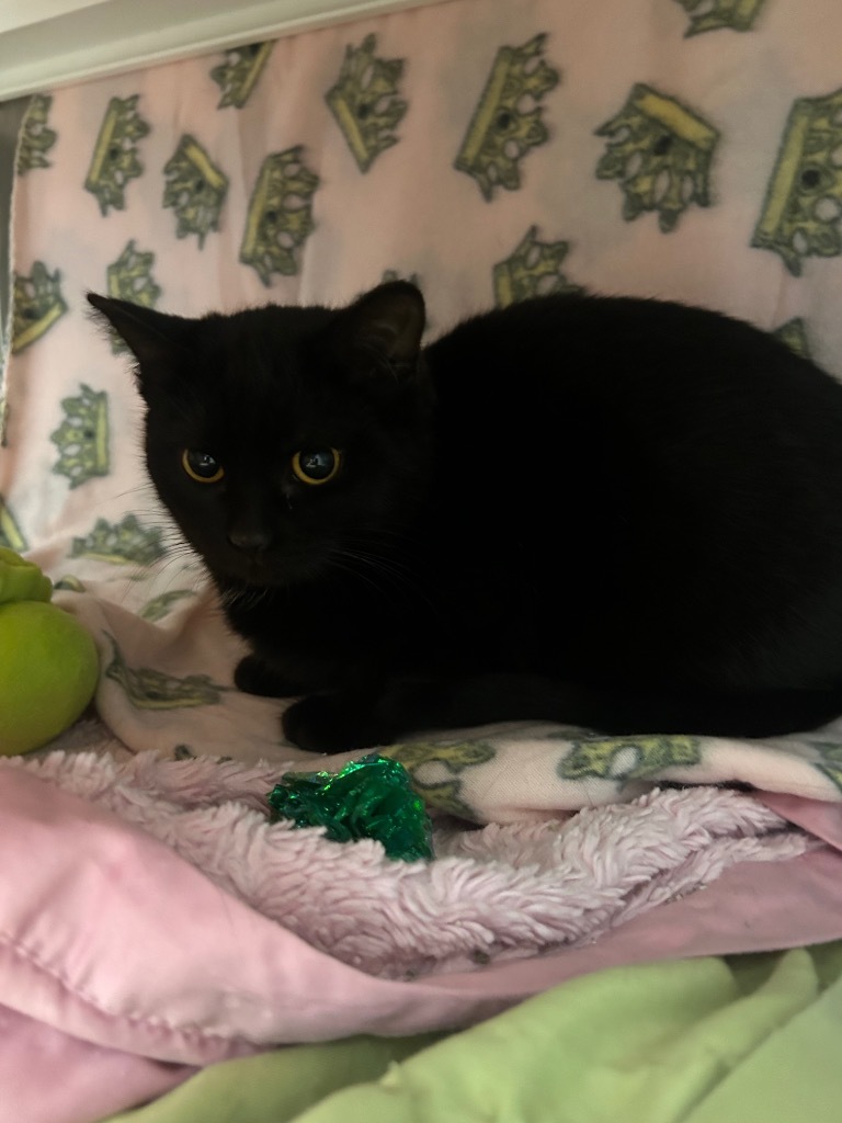 Ctrl, an adoptable Domestic Short Hair in Minot, ND, 58702 | Photo Image 3