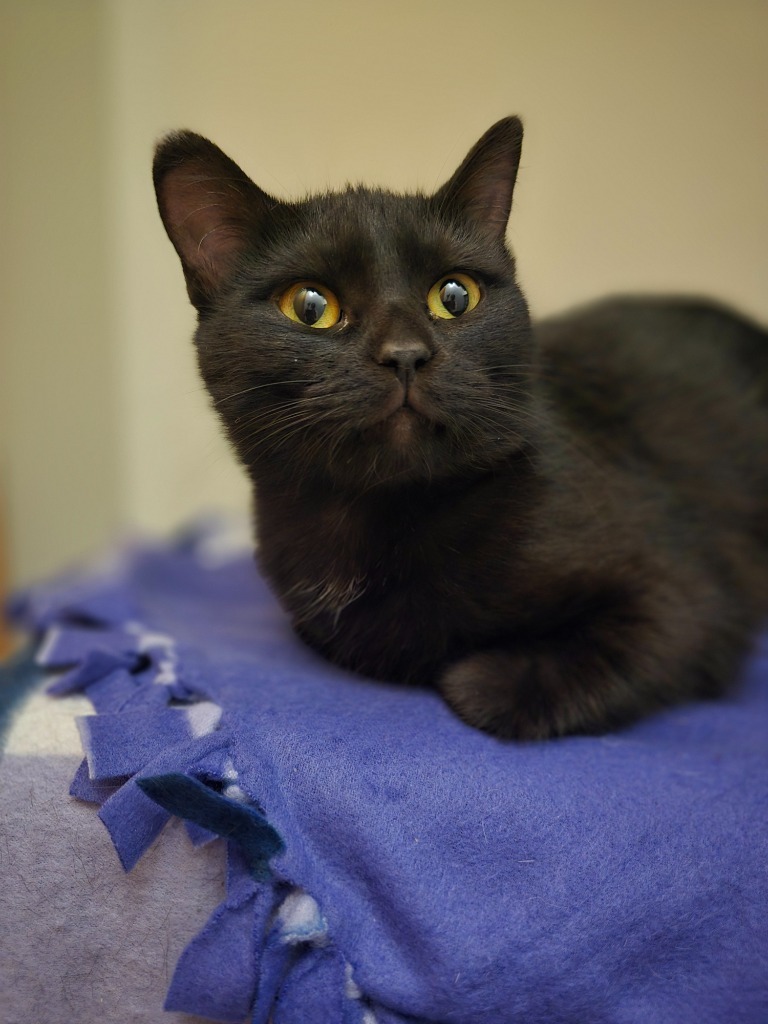 Ctrl, an adoptable Domestic Short Hair in Minot, ND, 58702 | Photo Image 4