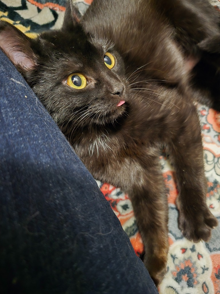 Ctrl, an adoptable Domestic Short Hair in Minot, ND, 58702 | Photo Image 5