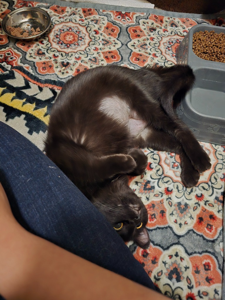 Ctrl, an adoptable Domestic Short Hair in Minot, ND, 58702 | Photo Image 6