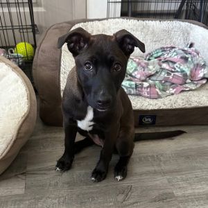 Zoomie Zena Hero B210