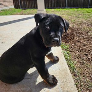 Dog available for adoption - 4697672355