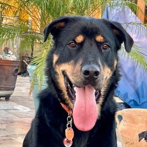 Dog available for adoption - 4697672355