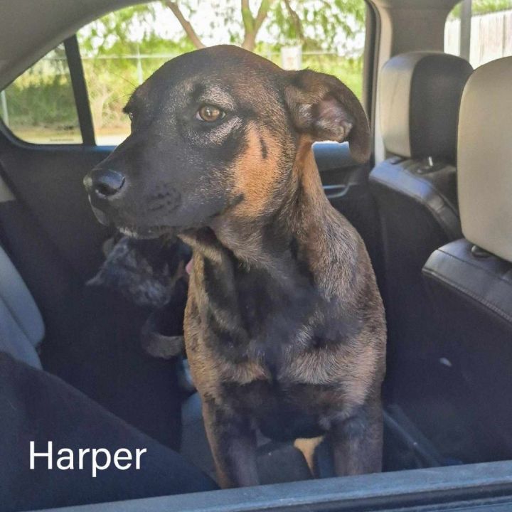 Harper 4