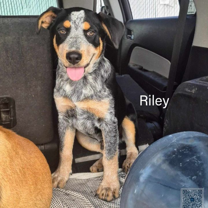 Riley 1
