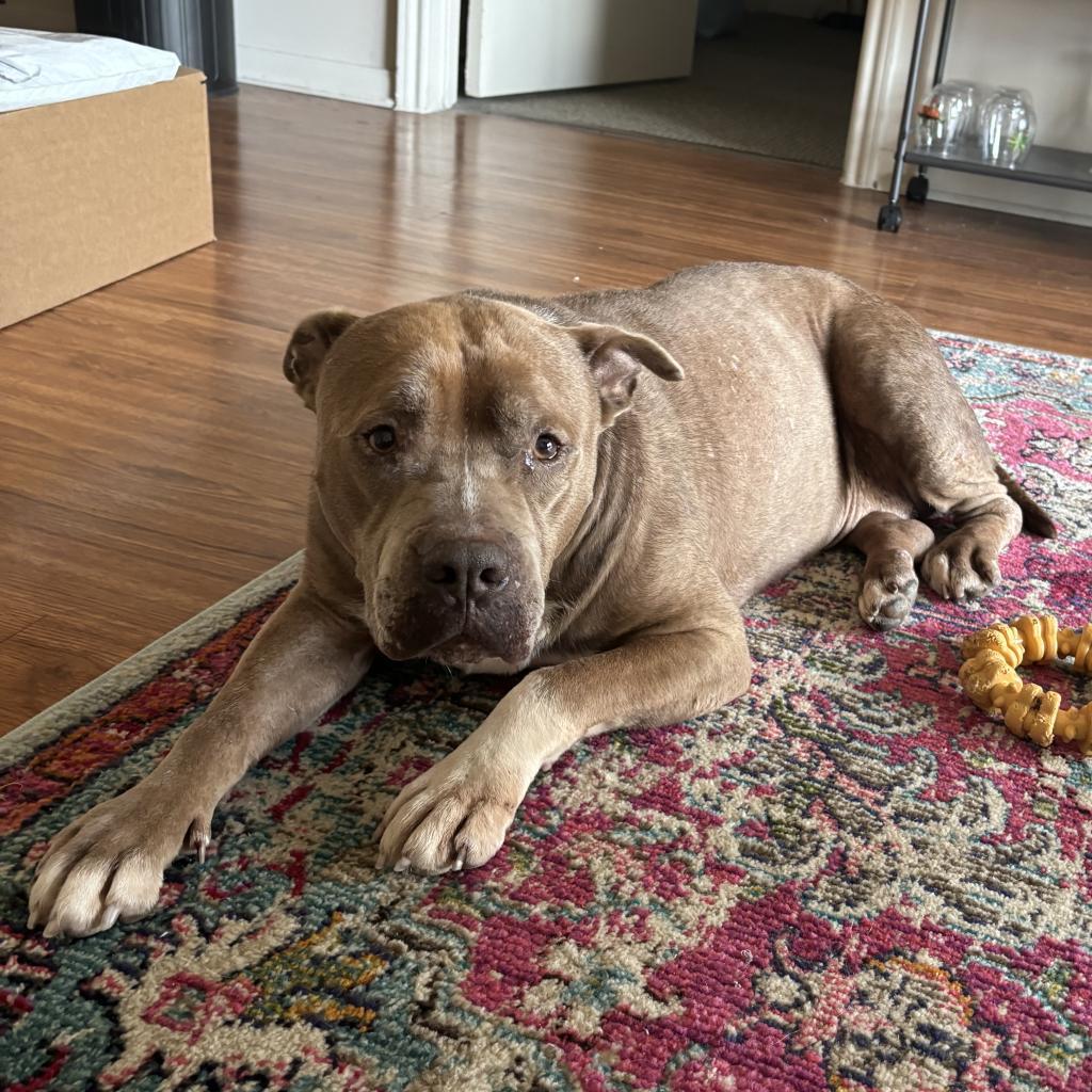 Maya