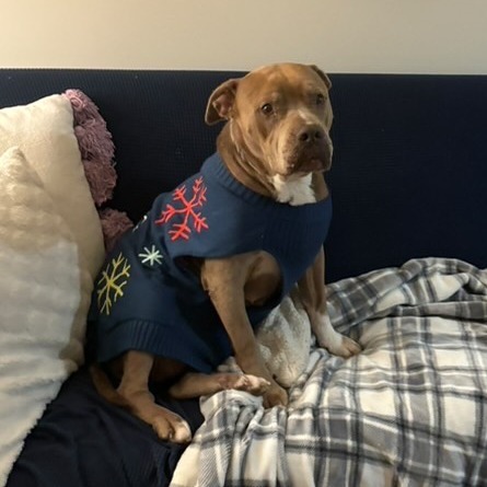 Maya