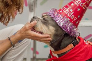 Fiona, Adult Female American Bulldog