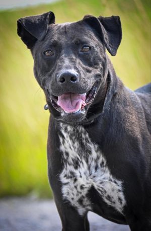 Rio, Adult Male Mixed Breed