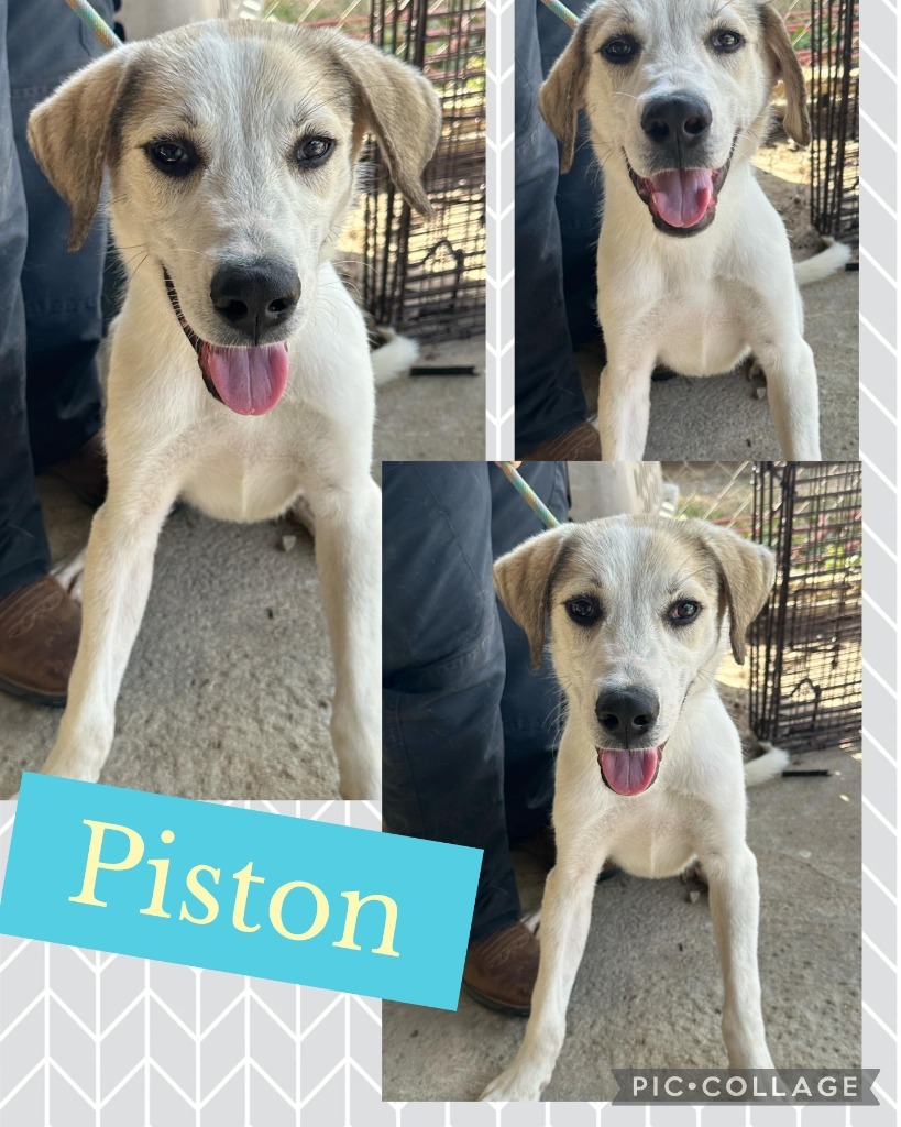 Piston