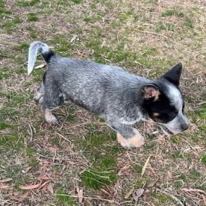 Blue, Baby Male Australian Cattle Dog / Blue Heeler