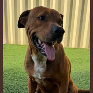 Alamo, Adult Male Mastiff