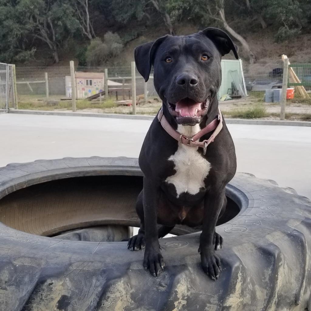 Obie (Obsidian)