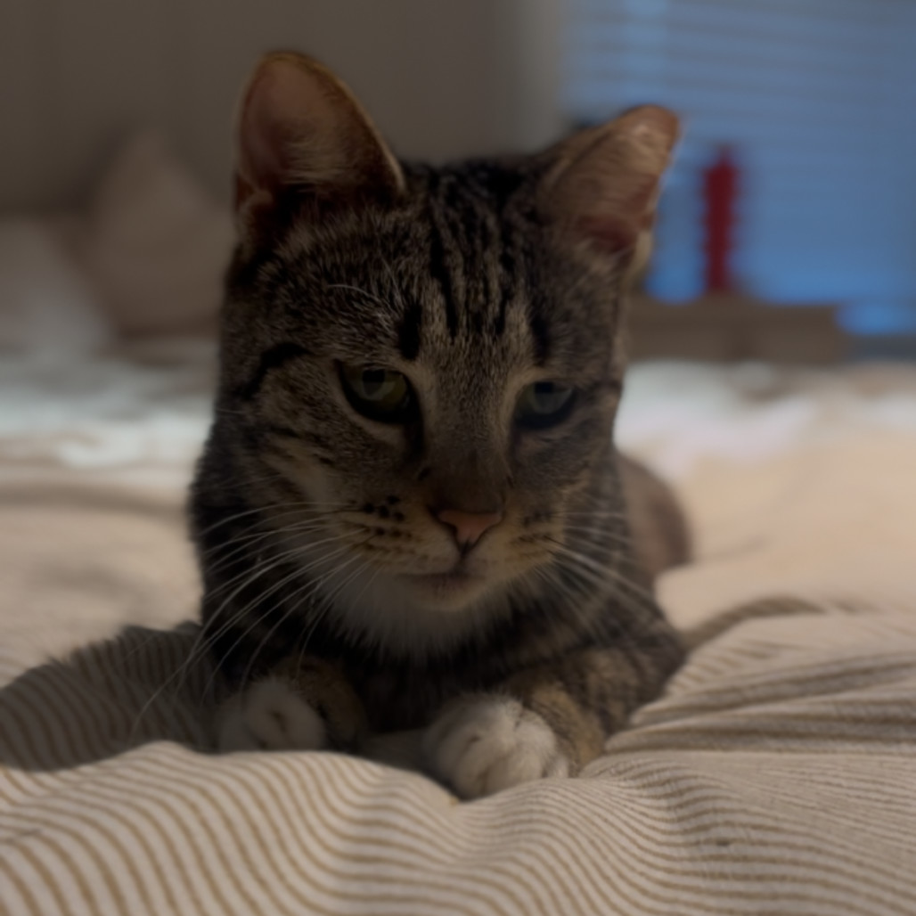 Asher