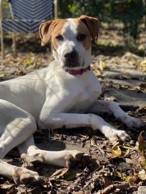 Jill, Young Female Labrador Retriever