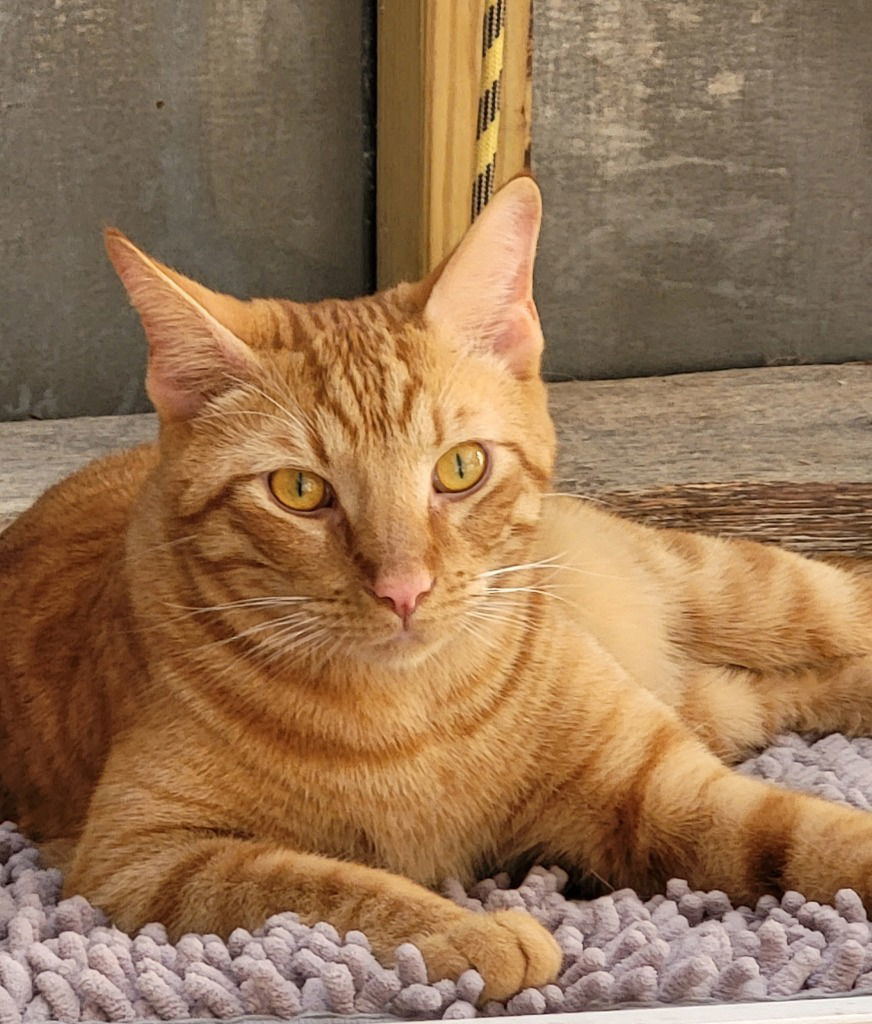 Kona