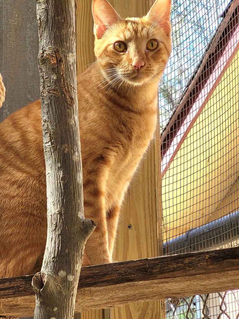 Kona
