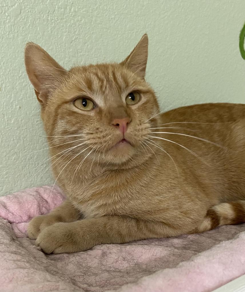 Silas, an adoptable Domestic Short Hair in Hot Springs, AR, 71901 | Photo Image 1