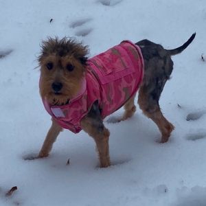 Fendi is an adorable small poodle mix She came to us from a hoarding situation with a few other dog