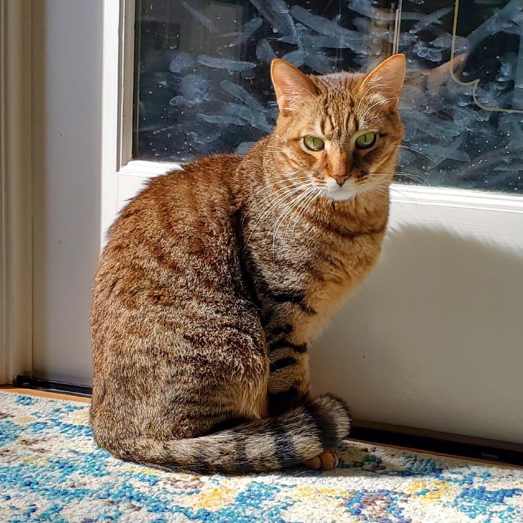 Butterscotch
