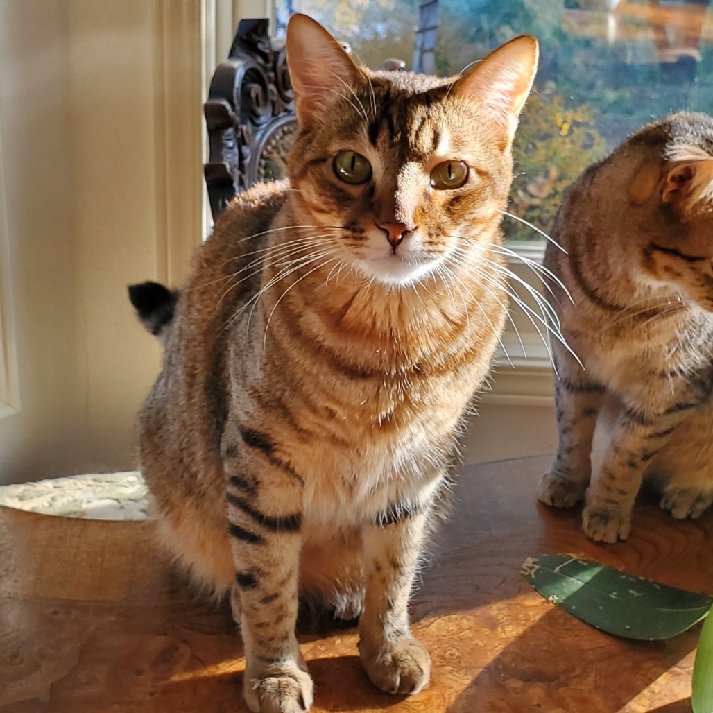 Butterscotch
