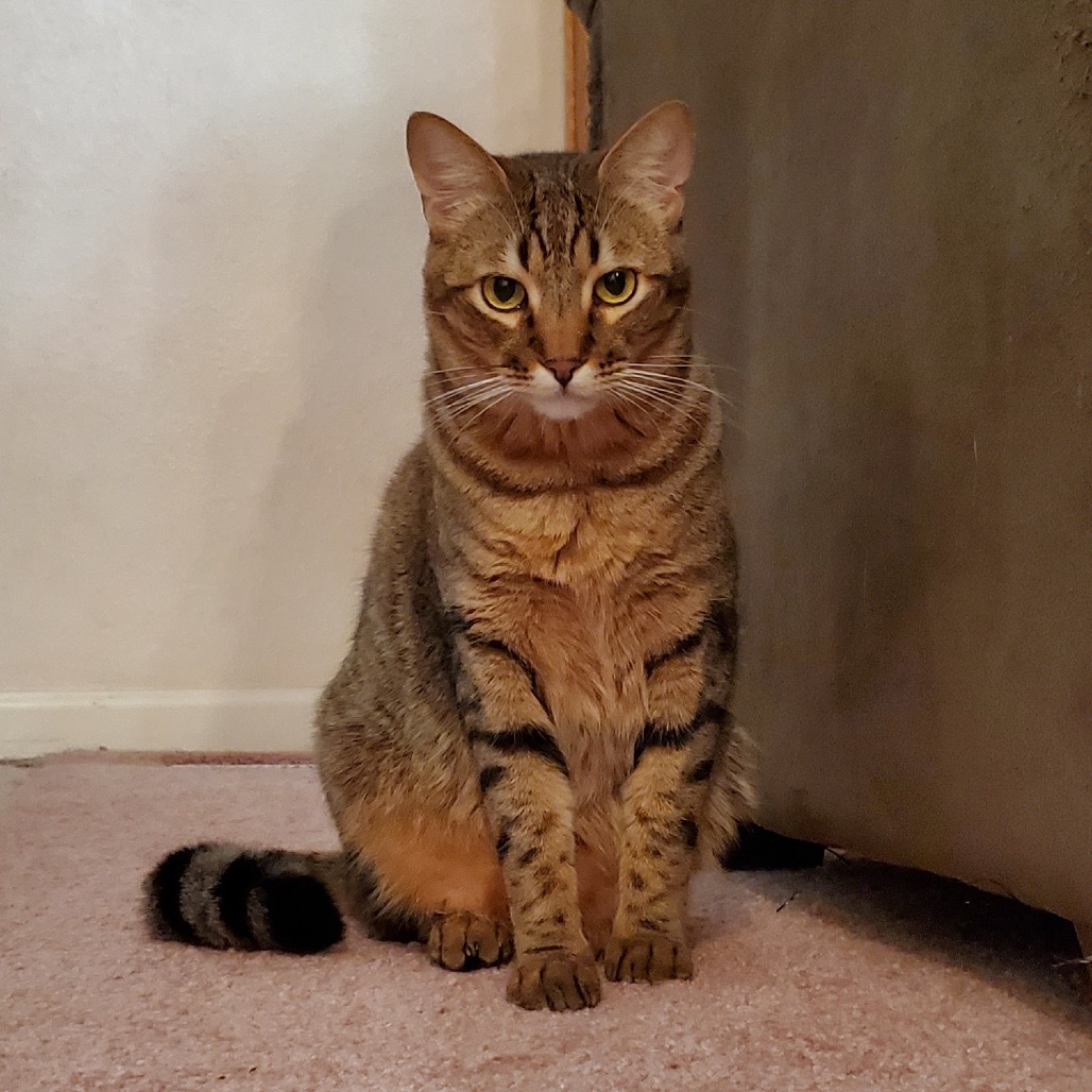 Butterscotch