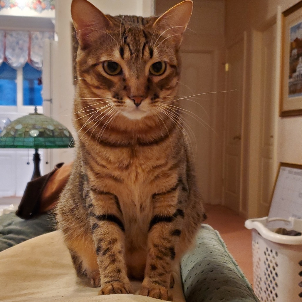 Butterscotch