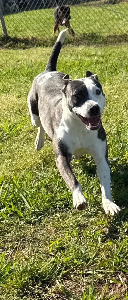 Indigo