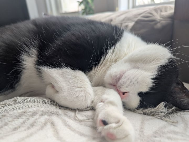 Oreo 2