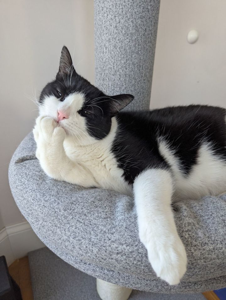 Oreo 3