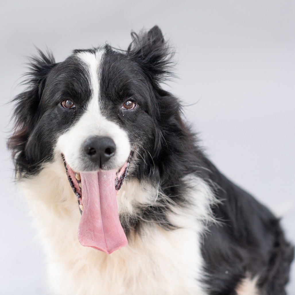 Koda