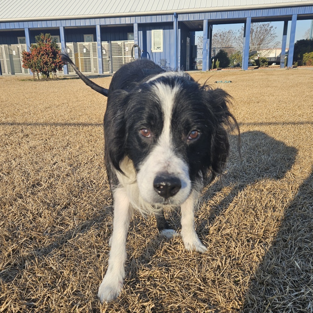 Koda