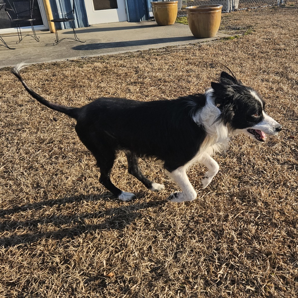 Koda