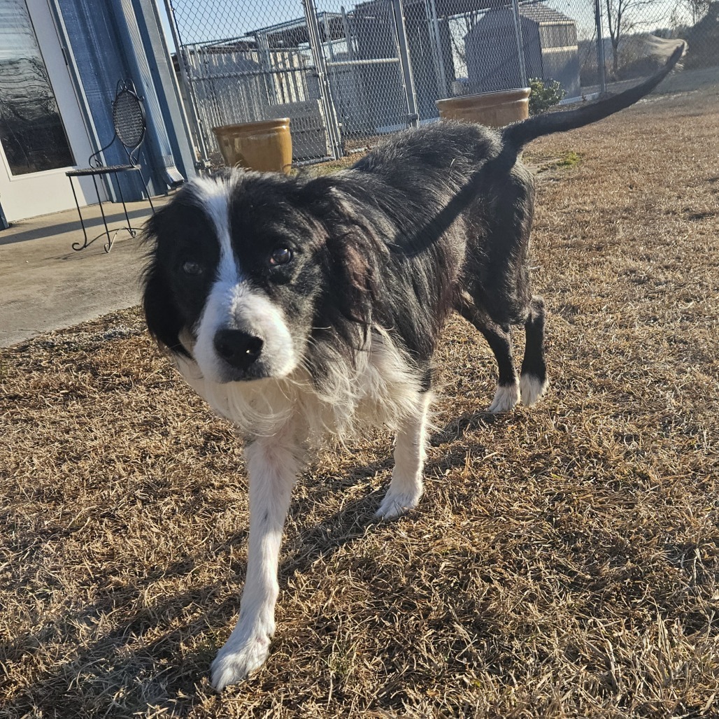 Koda