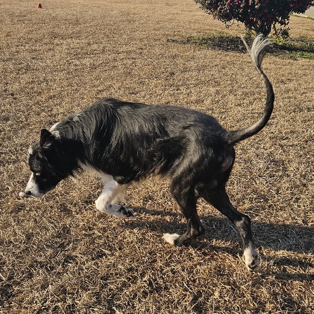 Koda