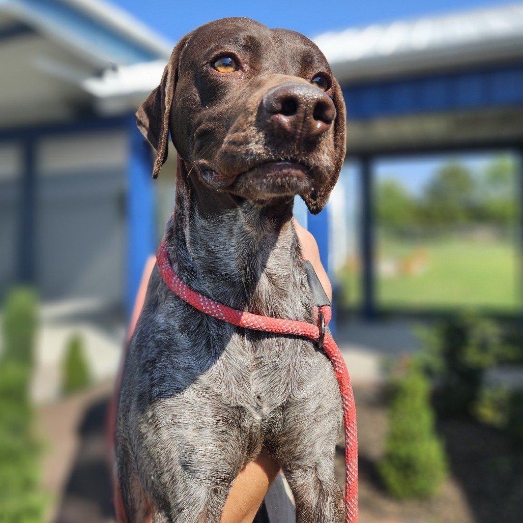 Kash