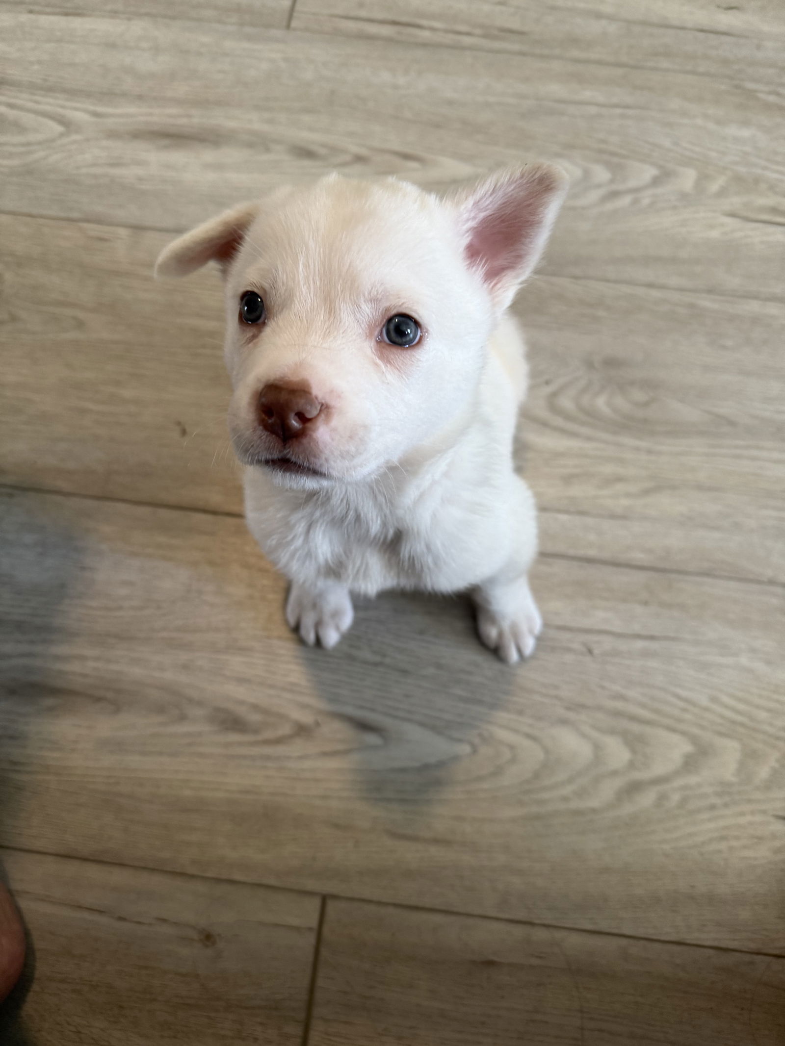 Snowball