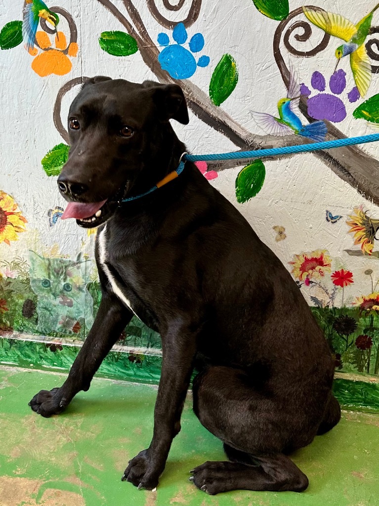 Cane 25