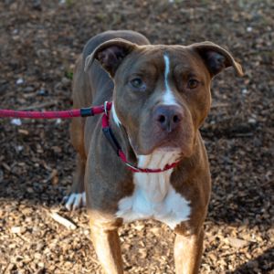 Meet Quanny This sweet and affectionate boy is as gentle as they come Always eager for attention 