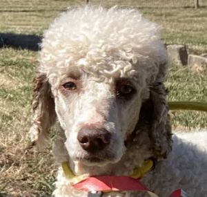 Little Lil Feb 25, Adult Female Standard Poodle