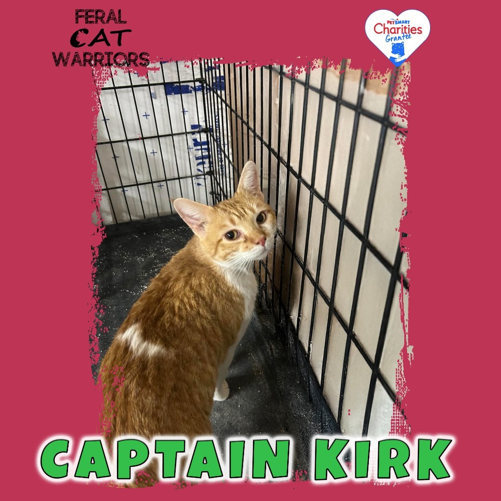 Captain Kirk, an adoptable Domestic Short Hair in Kingman, AZ, 86401 | Photo Image 1