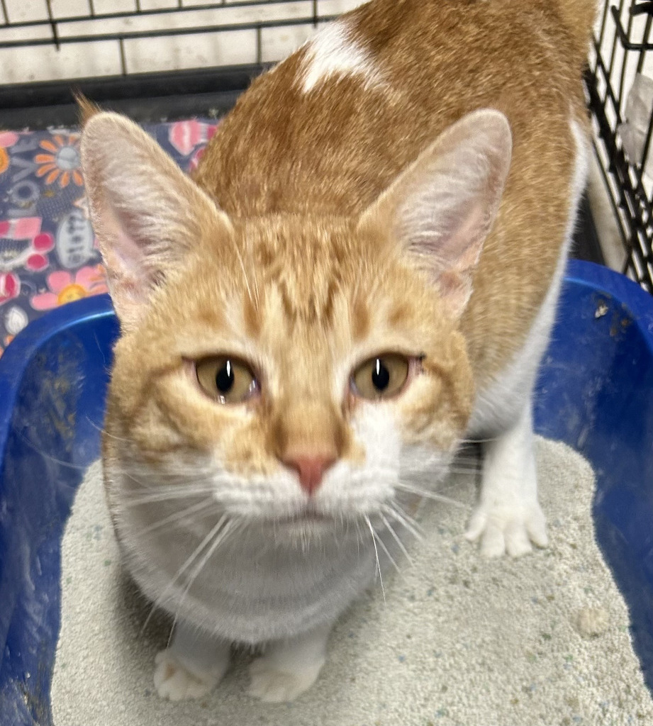 Captain Kirk, an adoptable Domestic Short Hair in Kingman, AZ, 86401 | Photo Image 2