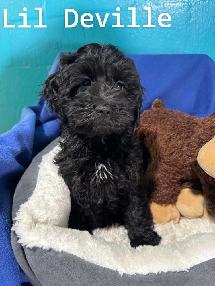 Lil Deville ***FOSTER HOME***, an adoptable Cockapoo in Aurora, CO, 80018 | Photo Image 1