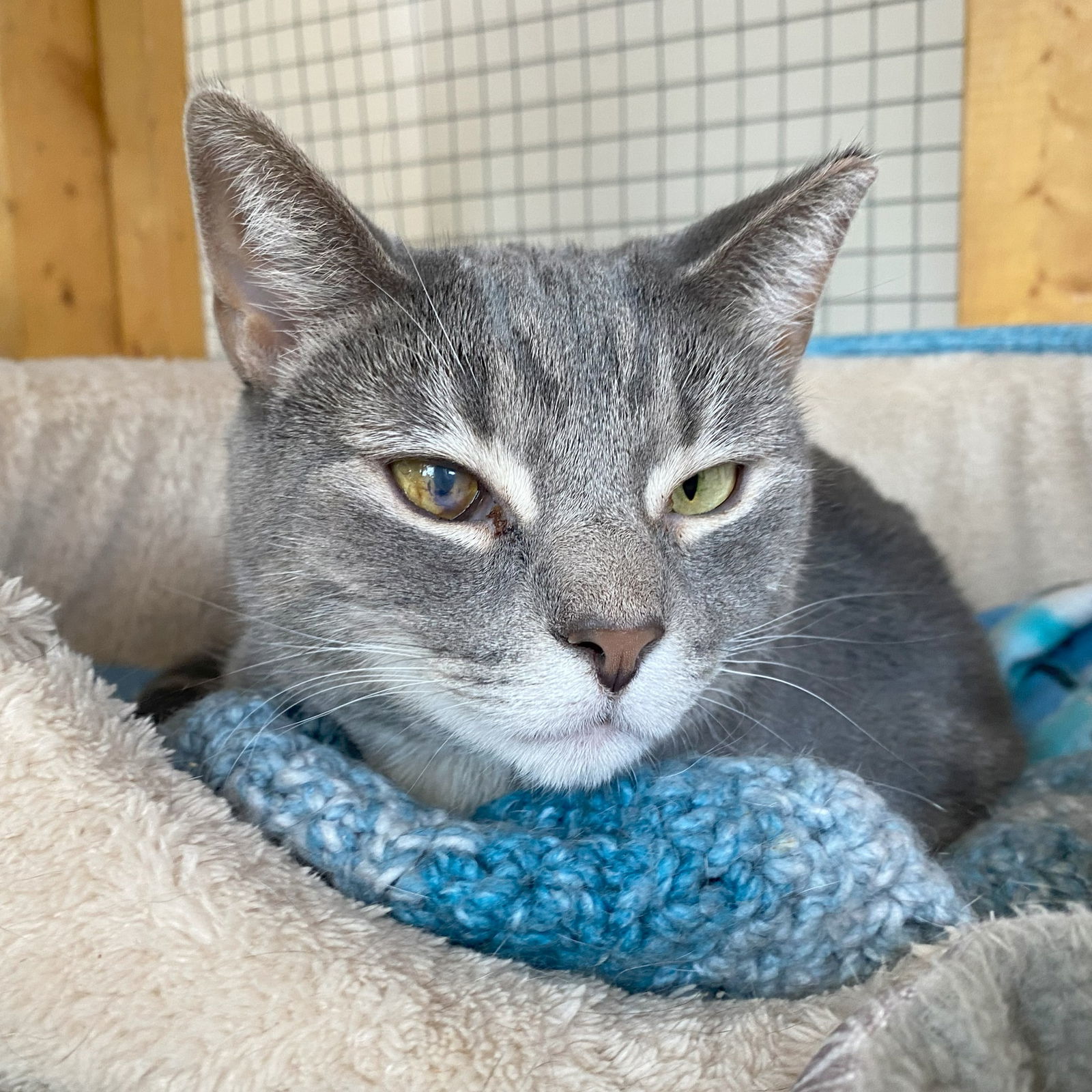 Stoney (Bonded to Greystokes & Stella)